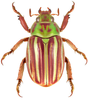 Beetles of Cusuco National Park
